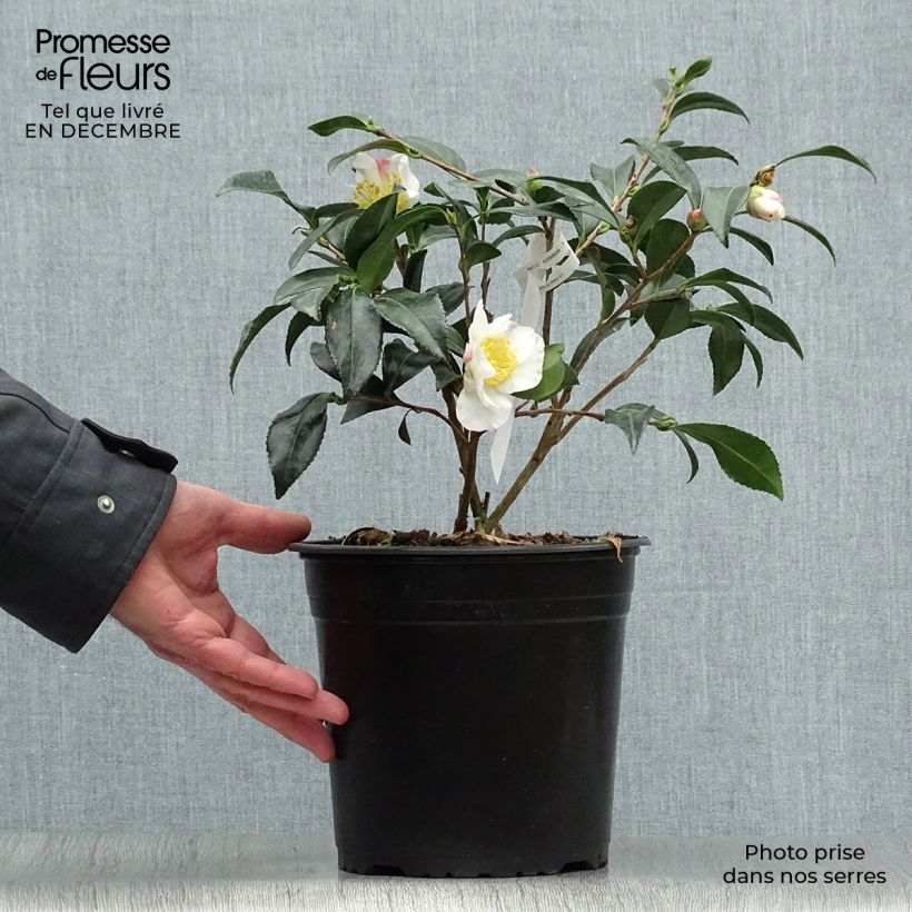Camellia sasanqua Hinode-Gumo - Camelia de otoño Maceta 4L/5L Ejemplar entregado en invierno