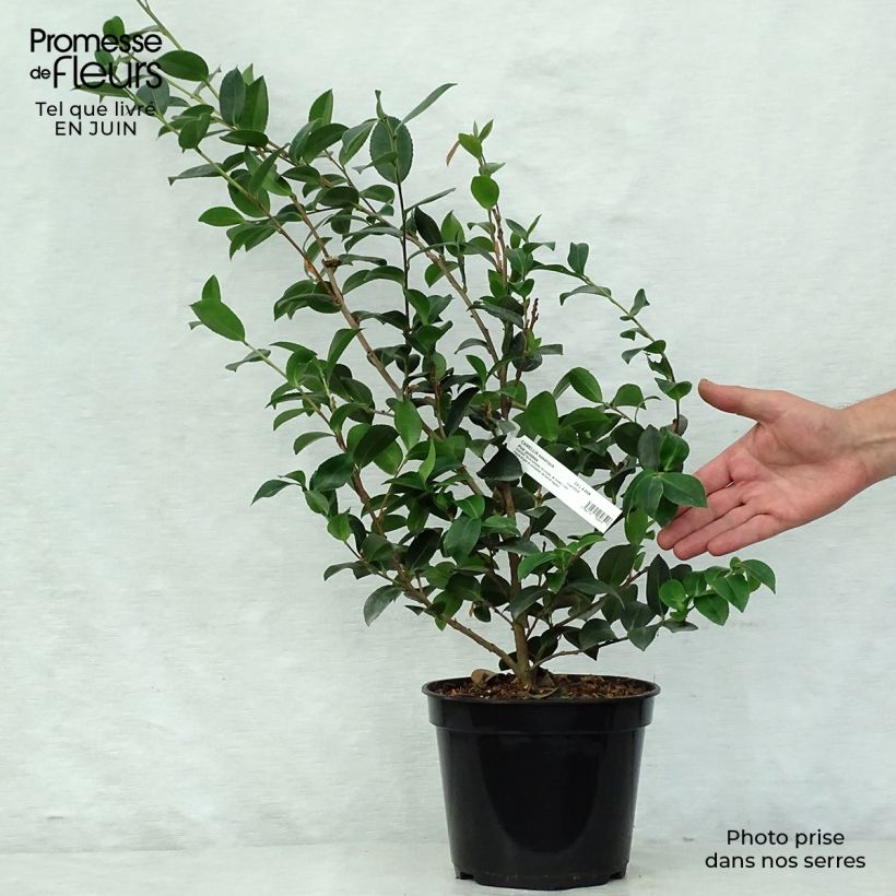 Ejemplar de Camellia hiemalis Pink Goddess Maceta 4L/5L entregado en verano