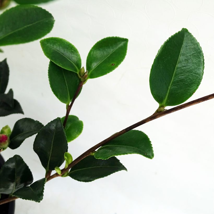 Camellia sasanqua Versicolor - Camelia de otoño (Follaje)