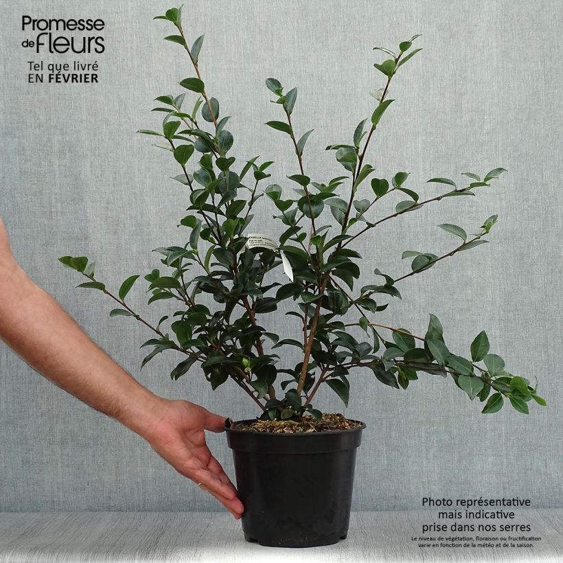 Ejemplar de Camellia Fuji no Yuki Maceta 4L/5L entregado en otoño