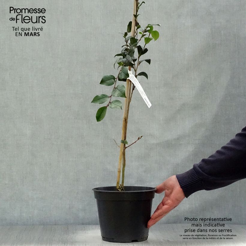 Camellia sasanqua Choji Guruma - Camelia de otoño Maceta 4L/5L Ejemplar entregado en la primavera
