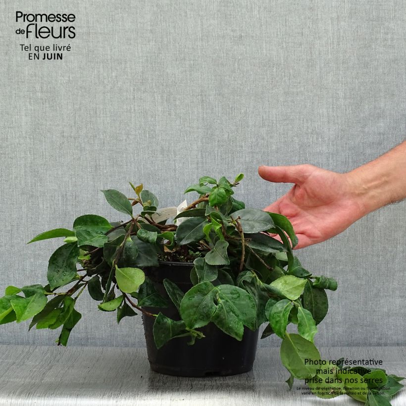 Ejemplar de Camellia sasanqua Waterfall Pink - Camelia de otoño Maceta 4L/5L entregado en verano