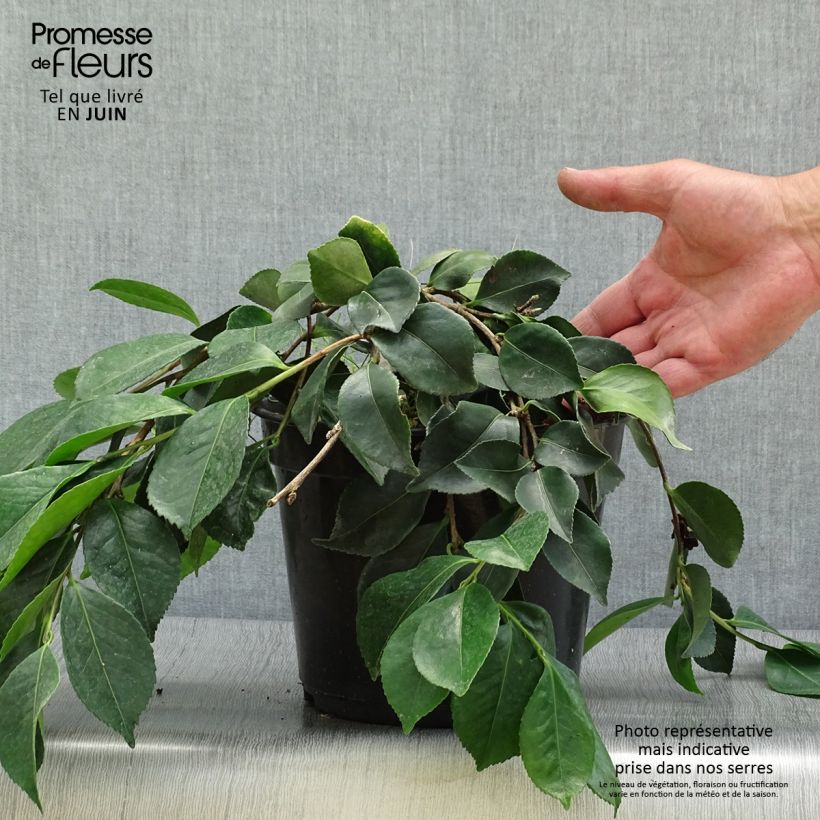 Ejemplar de Camellia sasanqua Waterfall White - Camelia de otoño Maceta 4L/5L entregado en verano