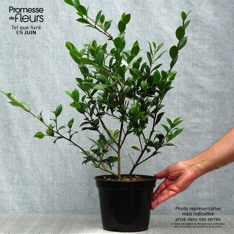 Ejemplar de Camellia Yuletide Maceta 4L/5L entregado en verano