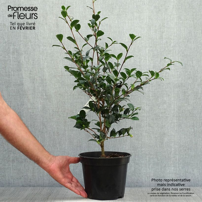 Ejemplar de Camellia sasanqua Versicolor - Camelia de otoño Maceta 3L/4L entregado en otoño