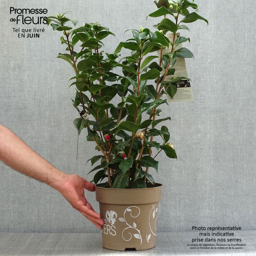 Ejemplar de Camellia japonica Three Sisters Mix Maceta 6L/7L entregado en verano