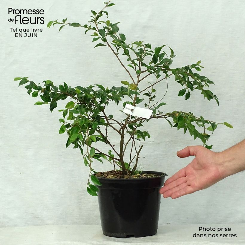 Ejemplar de Camellia lutchuensis Maceta 4L/5L entregado en verano