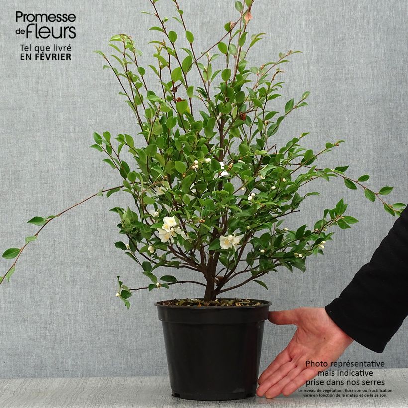 Camellia lutchuensis Maceta 4L/5L Ejemplar entregado en invierno