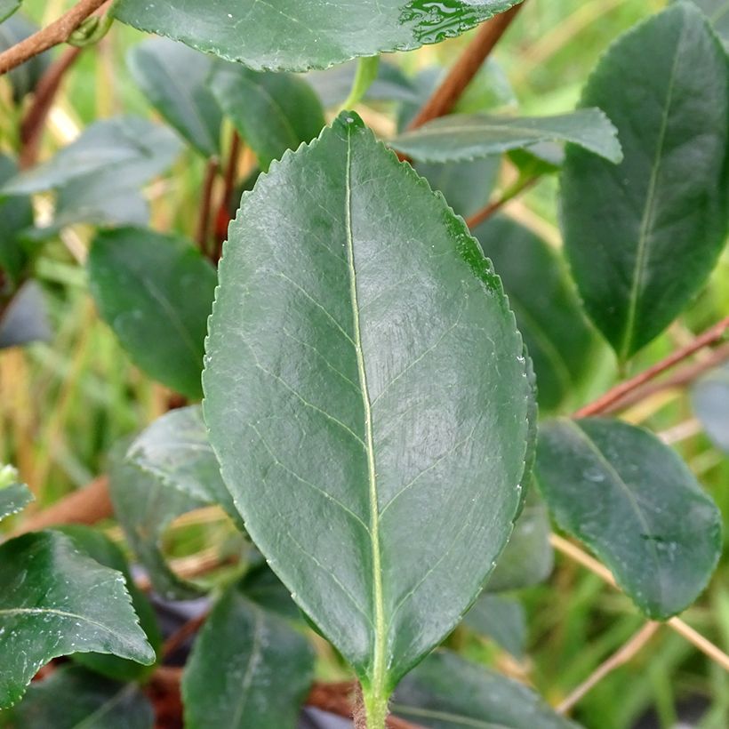 Camellia sasanqua Cleopatra - Camelia de otoño (Follaje)