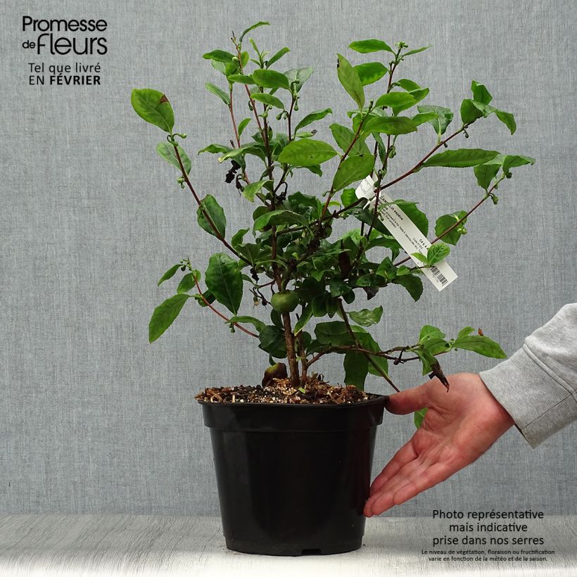 Ejemplar de Planta de té - Camellia sinensis Maceta 4L/5L entregado en otoño