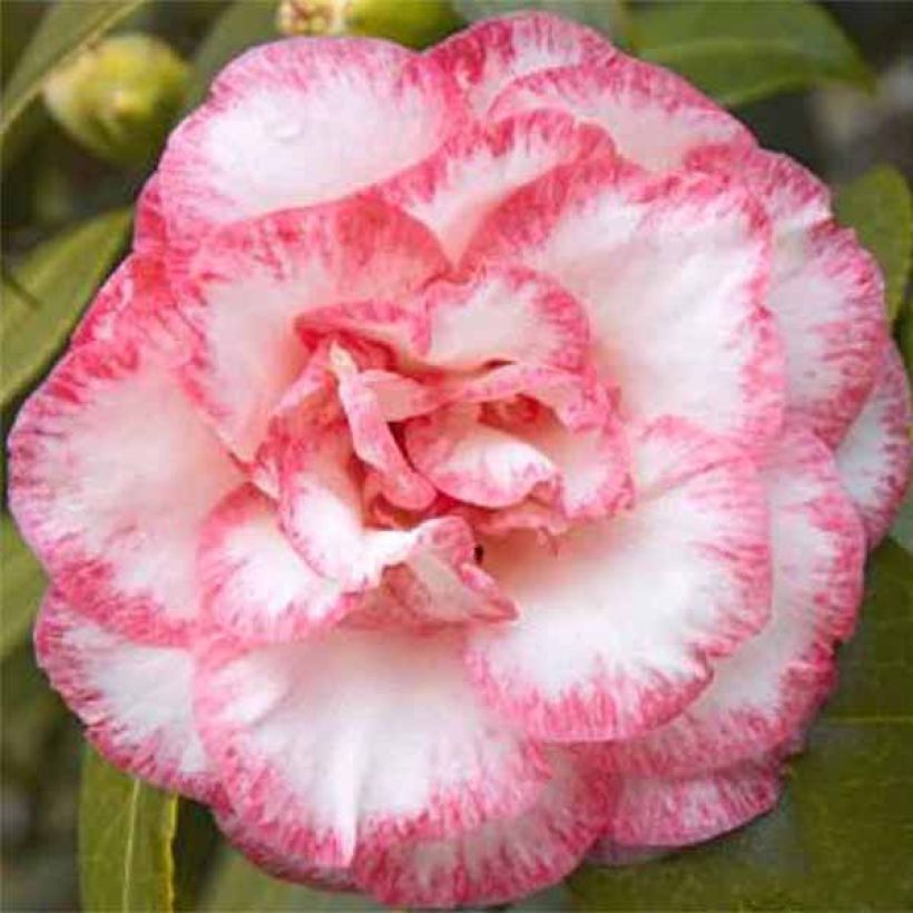 Camellia Betty's Beauty (Floración)