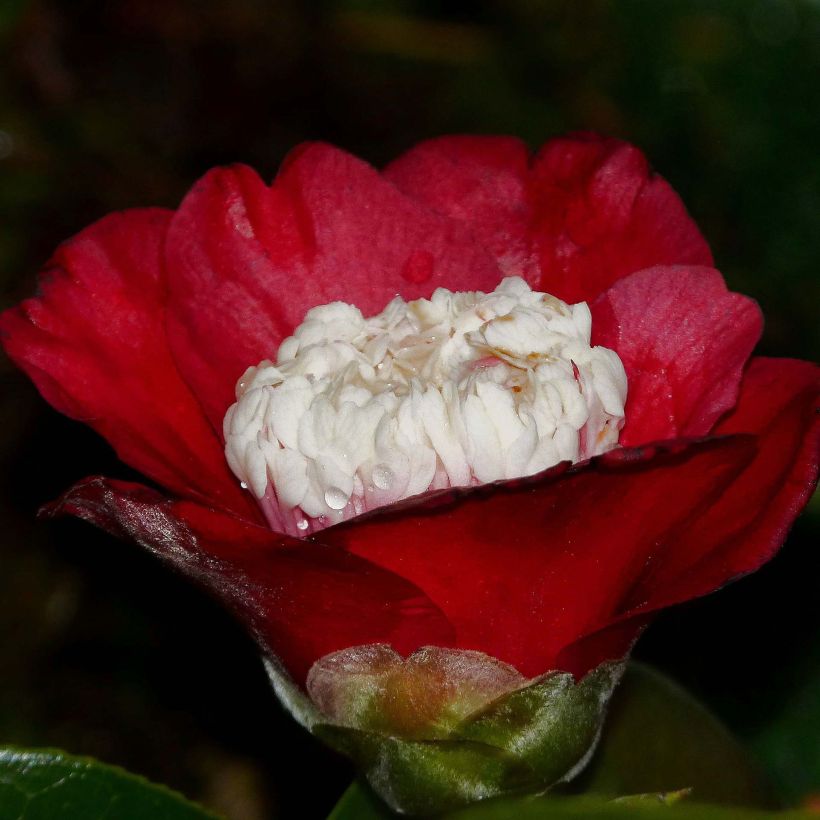 Camellia japonica Bokuhan (Floración)
