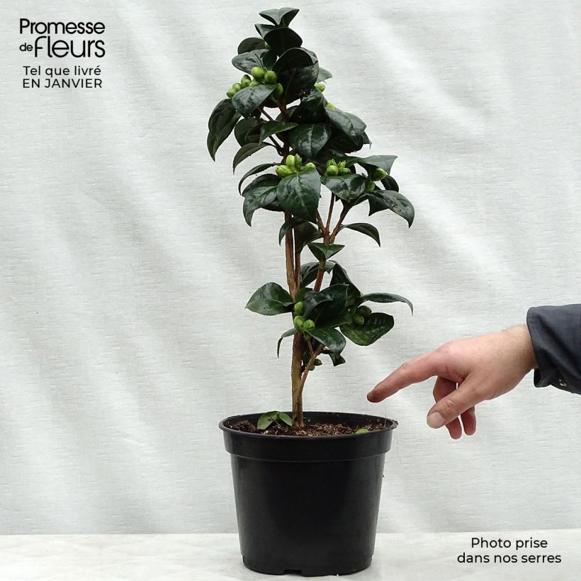 Camellia Dahlonega Maceta 4L/5L Ejemplar entregado en invierno