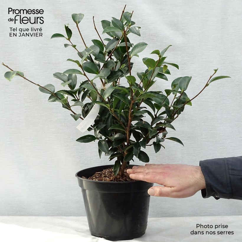 Camellia Fuji no Yuki Maceta 4L/5L Ejemplar entregado en invierno