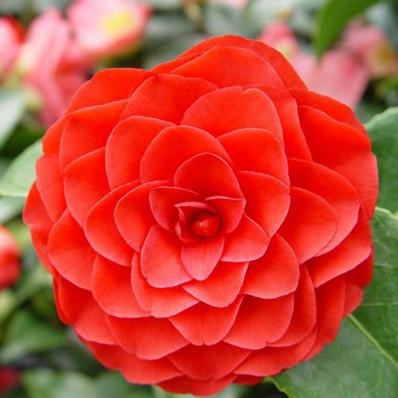 Camellia japonica Roger Hall (Floración)