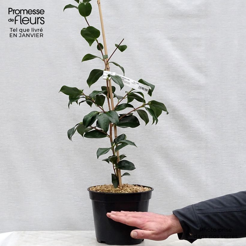 Camellia japonica chandleri Elegans Maceta 4L/5L Ejemplar entregado en invierno