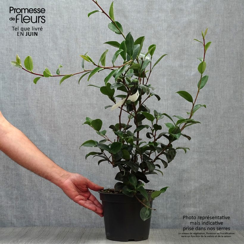Ejemplar de Camellia sasanqua Belinda - Camelia de otoño Maceta 4L/5L entregado en verano