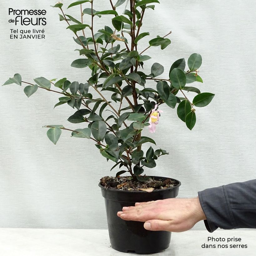Camellia sasanqua Plantation Pink - Camelia de otoño Maceta 4L/5L Ejemplar entregado en invierno