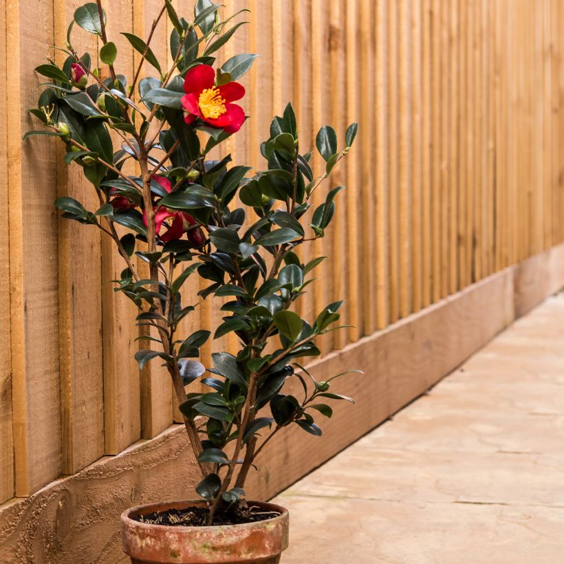 Camellia Yuletide (Porte)
