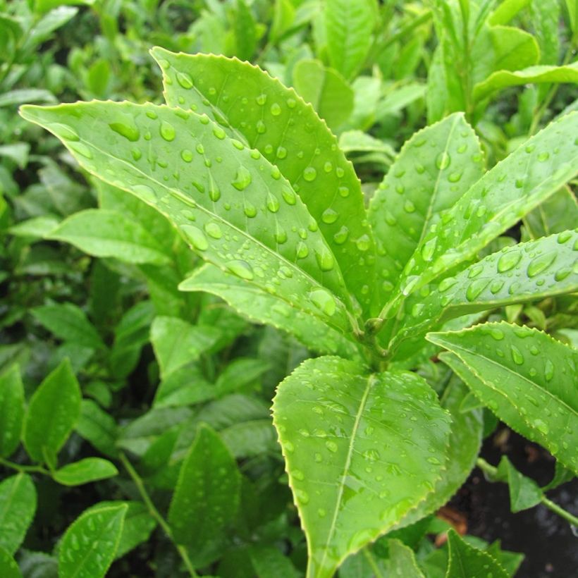 Planta de té - Camellia sinensis (Follaje)