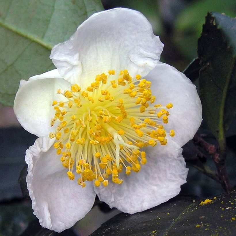 Planta de té - Camellia sinensis (Floración)