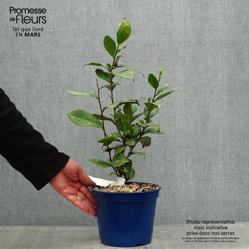 Planta de té Théojardin Maceta 2L/3L Ejemplar entregado en la primavera