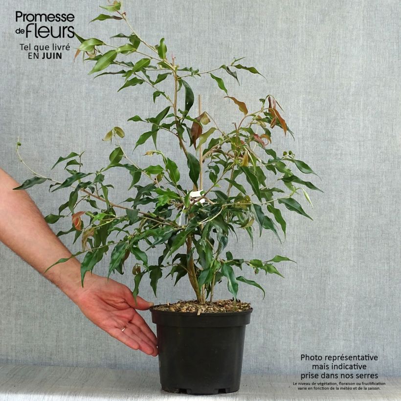 Ejemplar de Camellia - Camellia tsaii Maceta 4L/5L entregado en verano