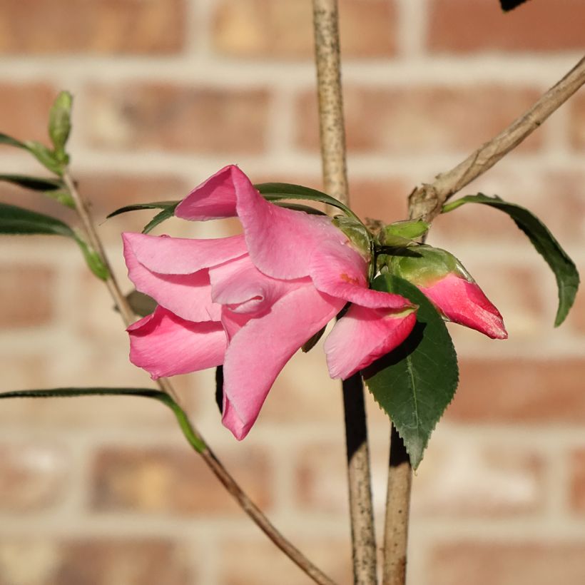 Camellia williamsii Tulip Time (Floración)