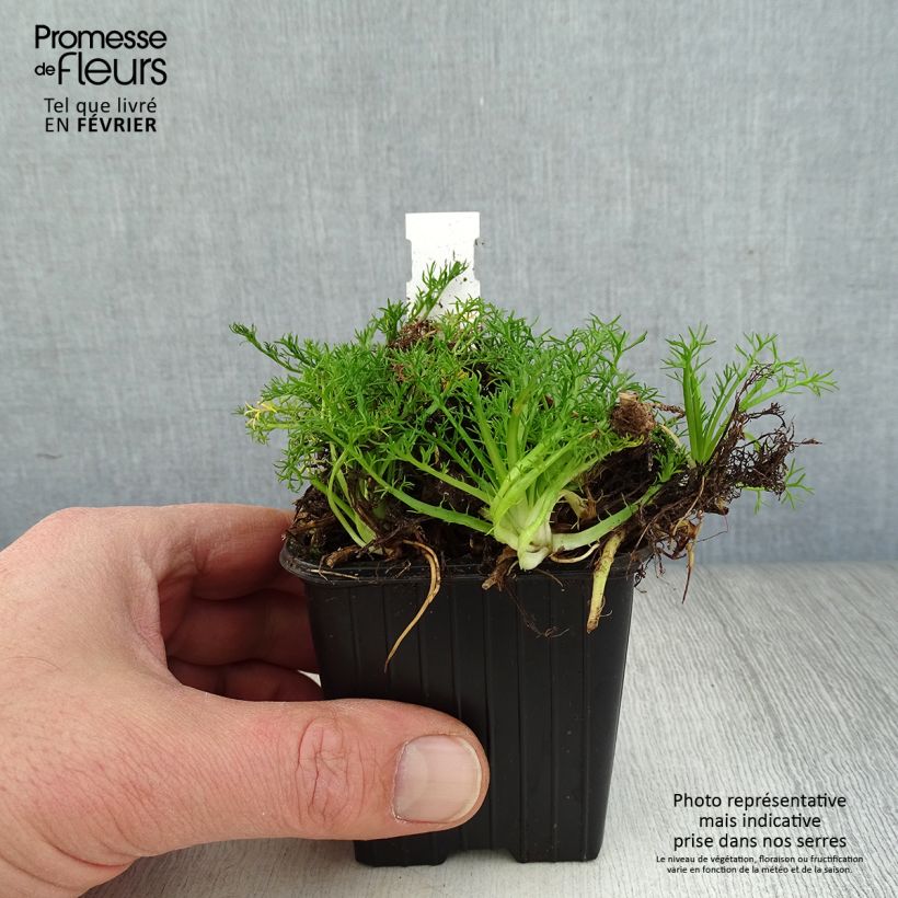 Manzanilla romana Ligulosum - Chamaemelum nobile Maceta de 8/9 cm Ejemplar entregado en invierno
