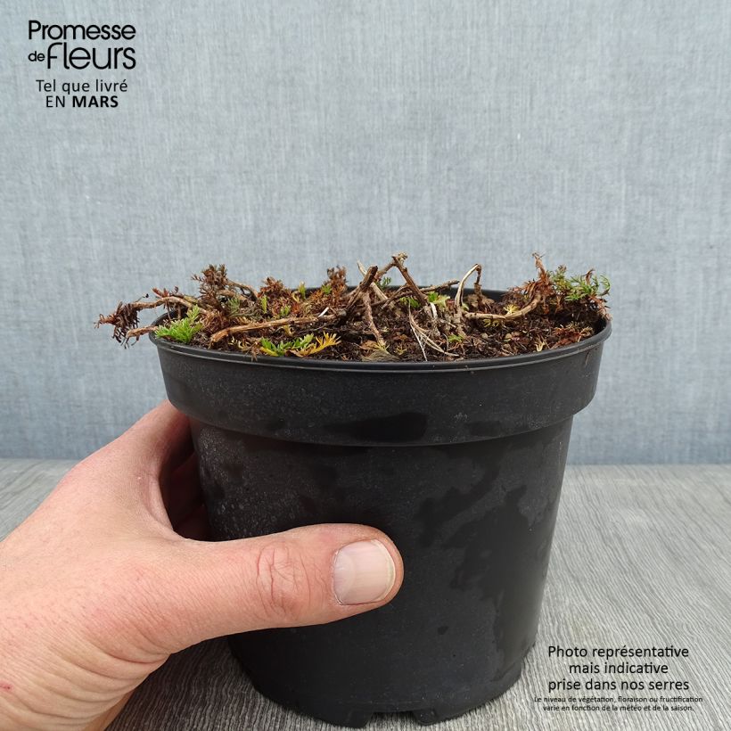 Manzanilla romana Ligulosum - Chamaemelum nobile Maceta 2L/3L Ejemplar entregado en invierno