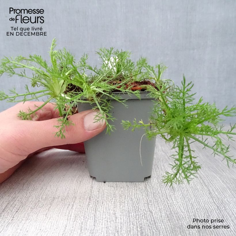 Manzanilla romana Treneague - Chamaemelum nobile Maceta de 8/9 cm Ejemplar entregado en invierno