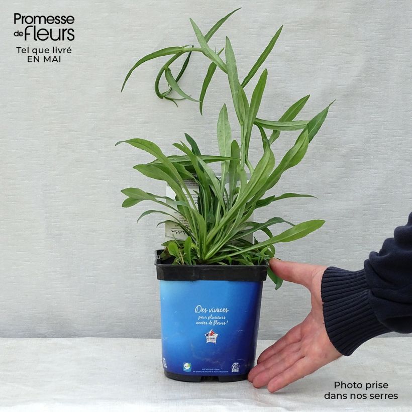 Campanula persicifolia Maceta 2L/3L Ejemplar entregado en la primavera