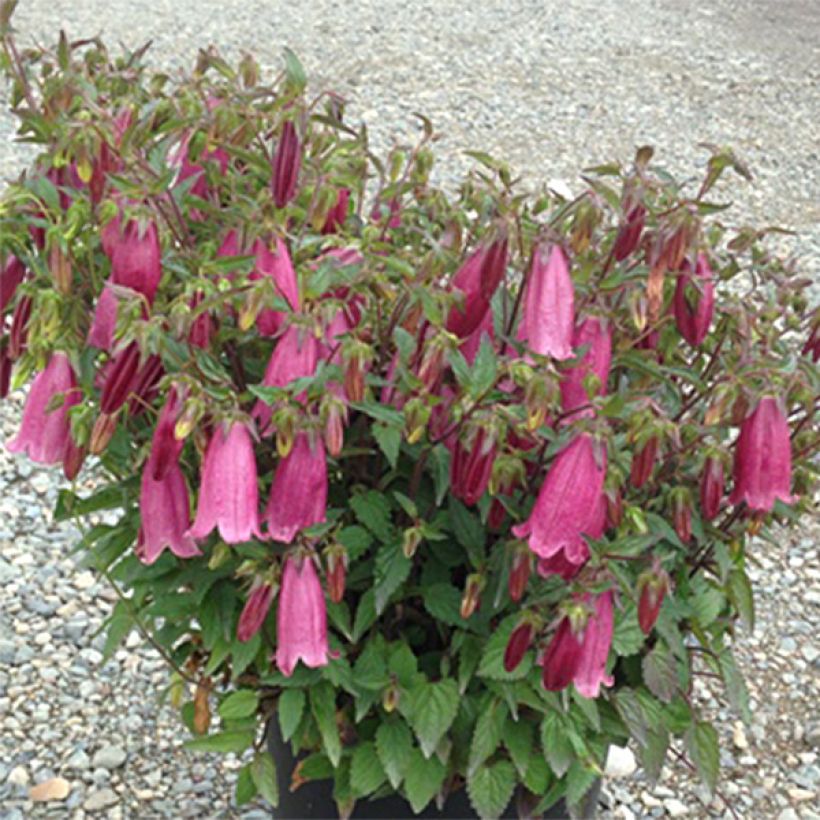 Campanula takesimana Ringsabell Mulberry Rose (Porte)