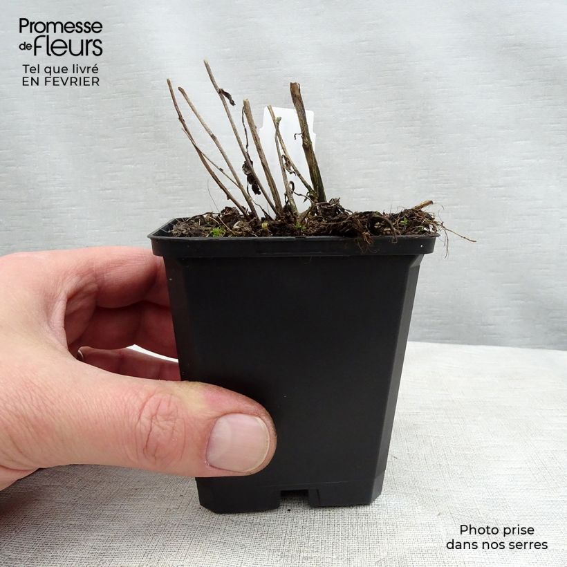 Campanula Sarastro Maceta de 8/9 cm Ejemplar entregado en invierno