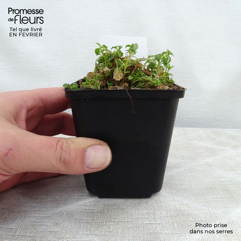 Campanula cochleariifolia Alba Maceta de 8/9 cm Ejemplar entregado en invierno