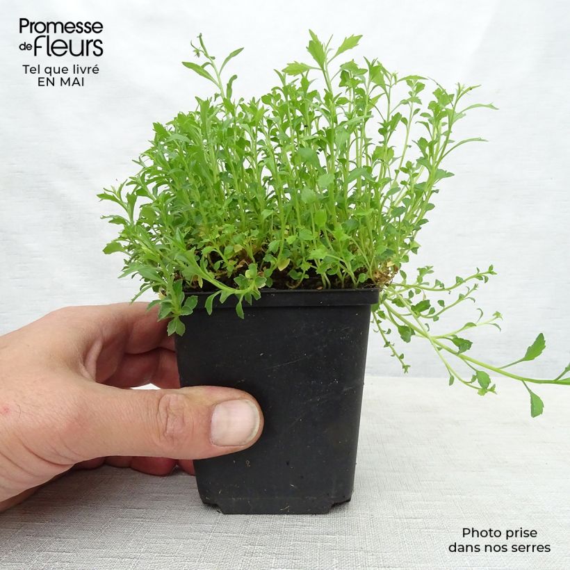 Campanula cochleariifolia Alba Maceta de 8/9 cm Ejemplar entregado en la primavera