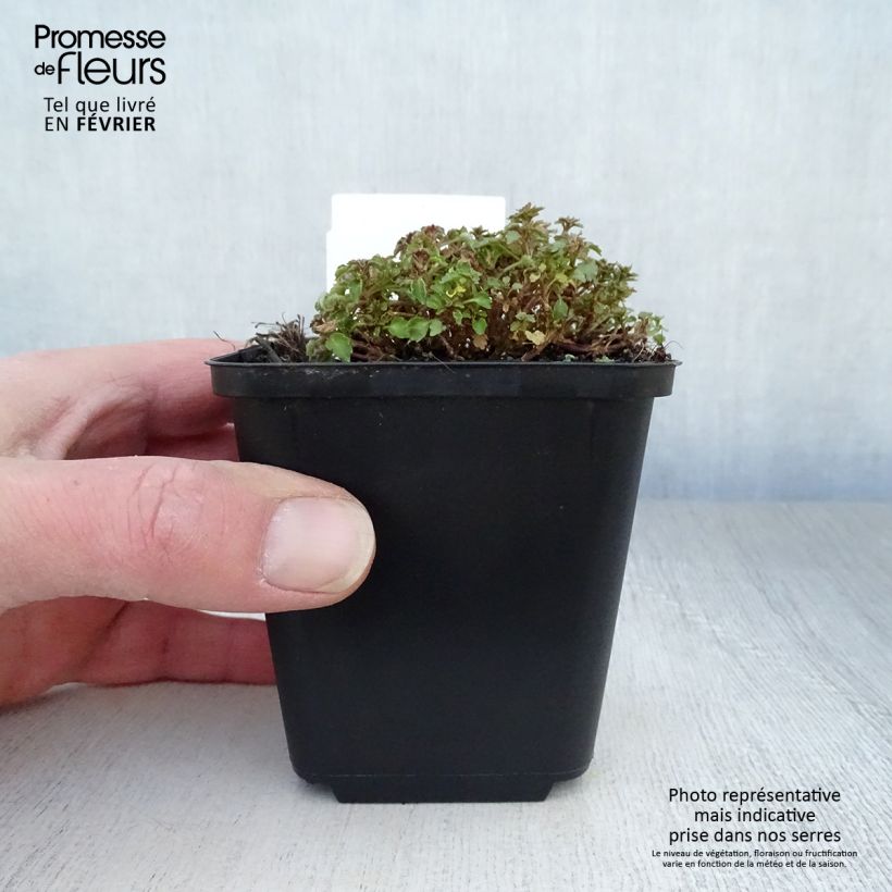 Campanula cochleariifolia Maceta de 8/9 cm Ejemplar entregado en invierno