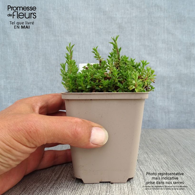 Campanula cochleariifolia Maceta de 8/9 cm Ejemplar entregado en la primavera