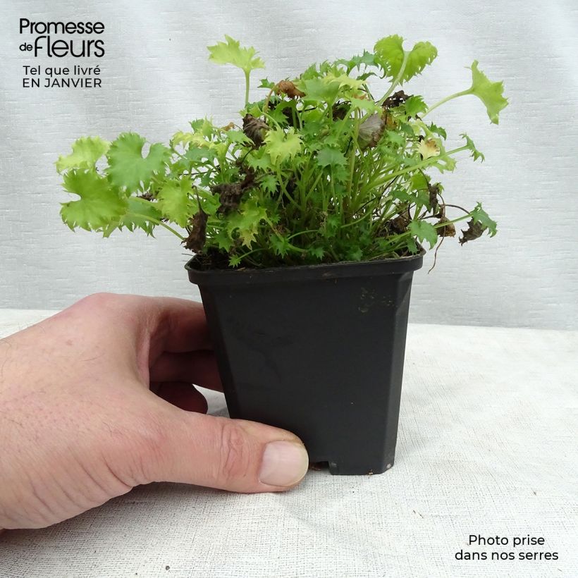 Campanula garganica Maceta de 8/9 cm Ejemplar entregado en invierno