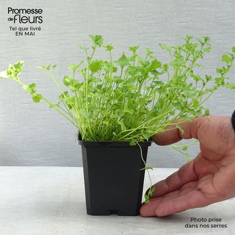 Campanula garganica Maceta de 8/9 cm Ejemplar entregado en la primavera