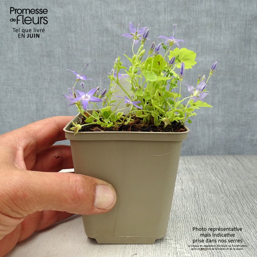 Ejemplar de Campanula garganica Dickson s Gold Maceta de 8/9 cm entregado en verano