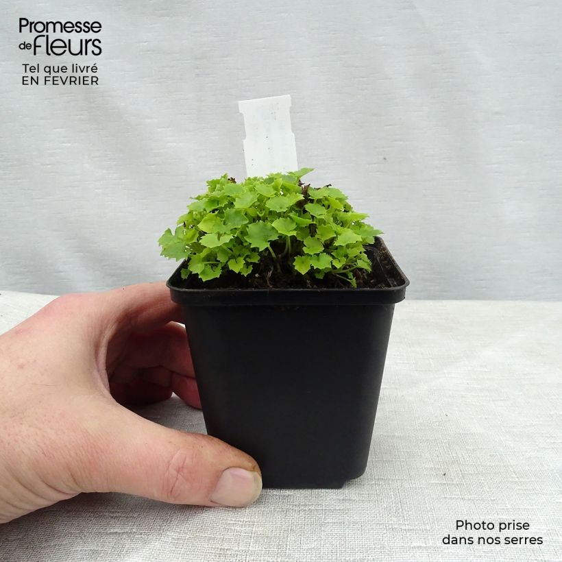 Campanula garganica Dickson s Gold Maceta de 8/9 cm Ejemplar entregado en invierno