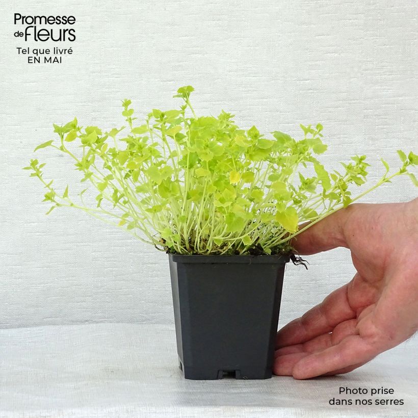 Campanula garganica Dickson s Gold Maceta de 8/9 cm Ejemplar entregado en la primavera