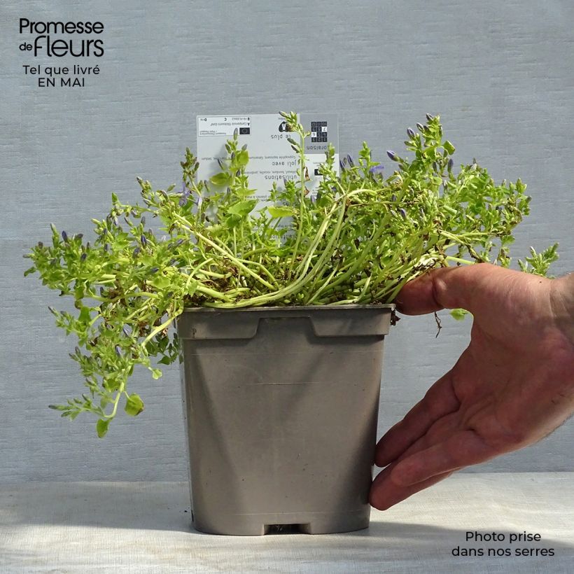 Campanula garganica Dickson s Gold Maceta 2L/3L Ejemplar entregado en la primavera