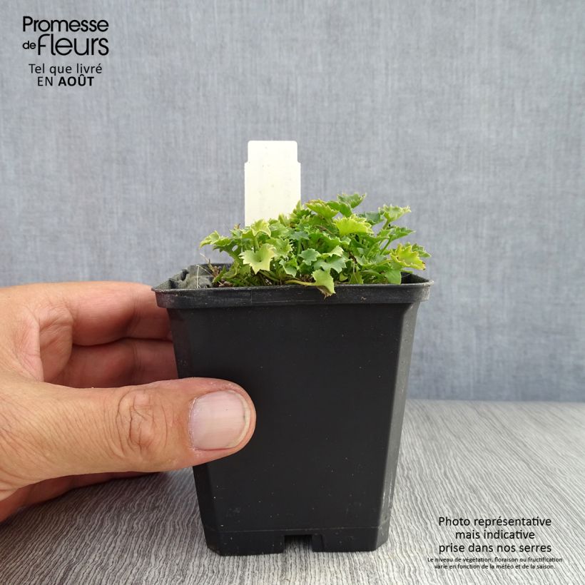 Ejemplar de Campanula garganica Maceta de 8/9 cm entregado en verano