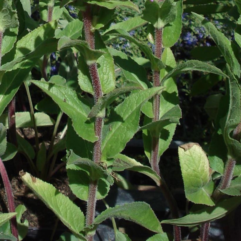 Campanula glomerata Caroline (Follaje)