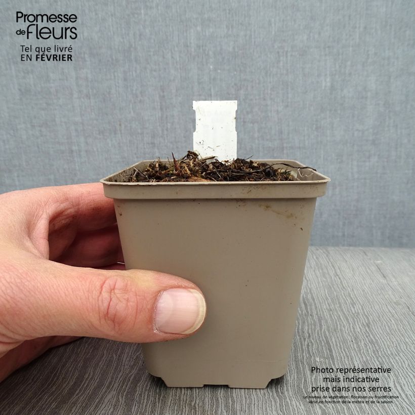 Campanula glomerata Genti Twisterbell Maceta de 8/9 cm Ejemplar entregado en invierno