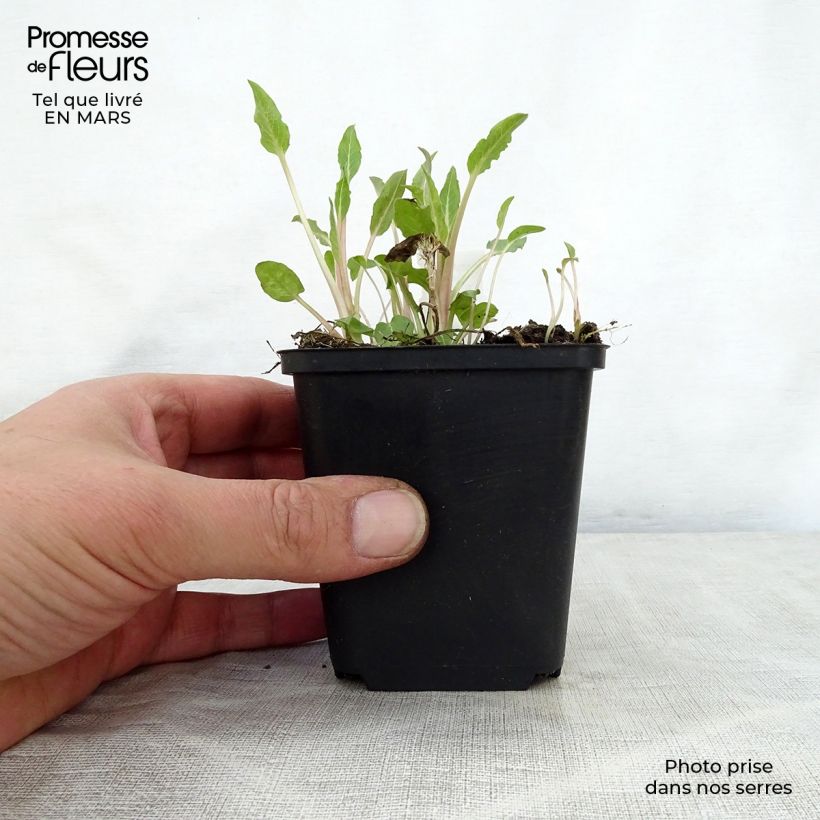 Campanula glomerata Genti Twisterbell Maceta de 8/9 cm Ejemplar entregado en la primavera