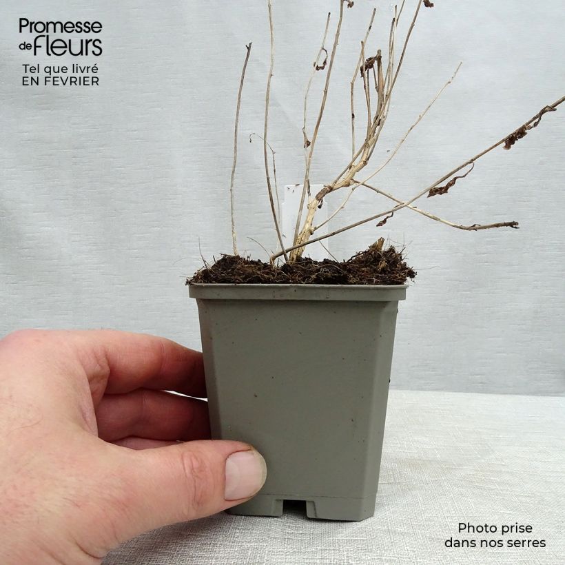 Campanula lactiflora Alba Maceta de 8/9 cm Ejemplar entregado en invierno