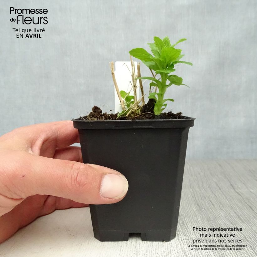 Campanula lactiflora Alba Maceta de 8/9 cm Ejemplar entregado en la primavera